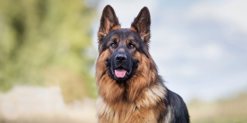 Vereinigte Rassehunde-Zückter e. V. - Ansbach / Mittelfranken